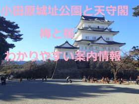 小田原城址公園と天守閣梅と桜　わかりやすい案内情報