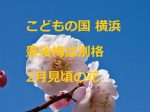 こどもの国横浜　豊後梅は別格　2月見頃の花