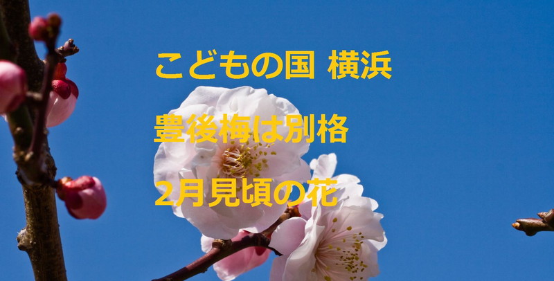 こどもの国横浜　豊後梅は別格　2月見頃の花