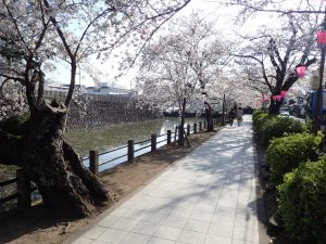 小田原城址公園　桜