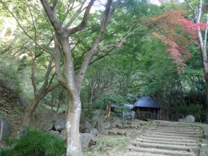 県立七沢森林公園：紅葉・色づき