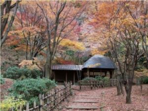 県立七沢森林公園：紅葉ポイント