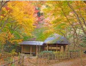 県立七沢森林公園：紅葉撮影ポイント