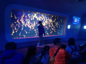 新江ノ島水族館：クラゲファンタジーホールメインパネル