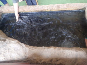 新江ノ島水族館：さかなにごはんをあげている画像